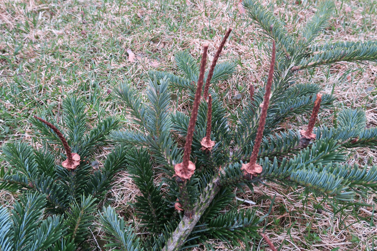 Medlemsbrev+nytt%E5r+2025